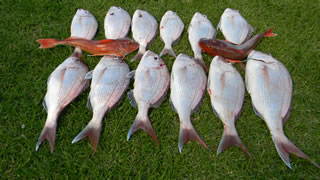 Typical Kaipara catch - Snapper & Gurnard